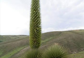 Puya raimondii