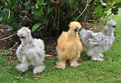   (Silkie)