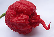  Carolina Reaper