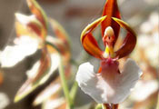  «» (Caladenia Melanema)