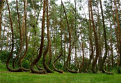   (Crooked Forest)