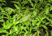   (Cestrum nocturnum)