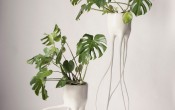    (Monstera)