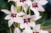   (Gladiolus muriela),    (Acidanthera bicolor)