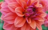    Dahlia American Dawn