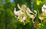   Lonicera caprifolium