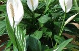 ,   (Spathiphyllum)