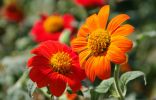   (Tithonia rotundifolia)