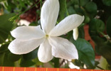 Jasminum de Grasse