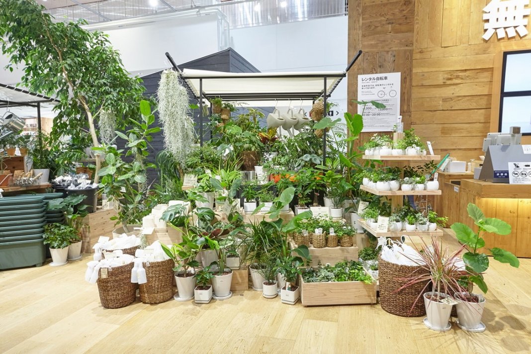 Где Купить Растения В Москве Недорого