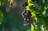 Горошение винограда — что это такое и почему возникает?