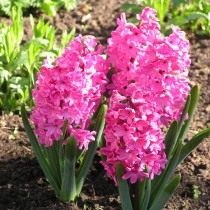 Гиацинт восточный "Ред Меджик" (Hyacinthus orientalis 'Red Magic') Гиацинт восточный "Ред Меджик" (Hyacinthus orientalis 'Red Magic')