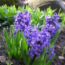 Гиацинт восточный "Атлантик" (Hyacinthus orientalis 'Atlantic') Гиацинт восточный "Атлантик" (Hyacinthus orientalis 'Atlantic')