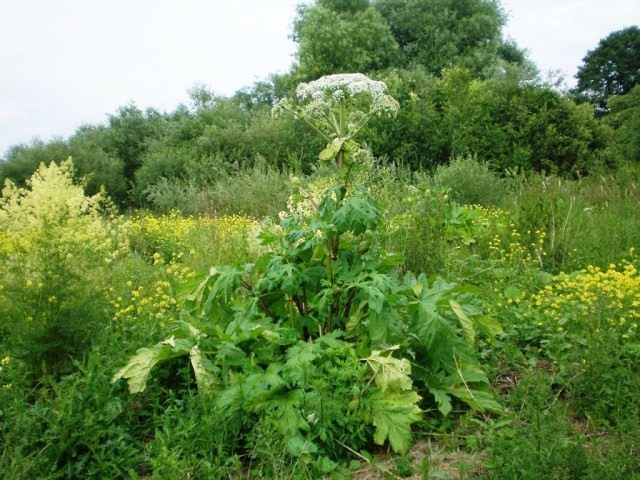 Борщевик Сосновского (Heracleum sosnowskyi) Борщевик Сосновского (Heracleum sosnowskyi)