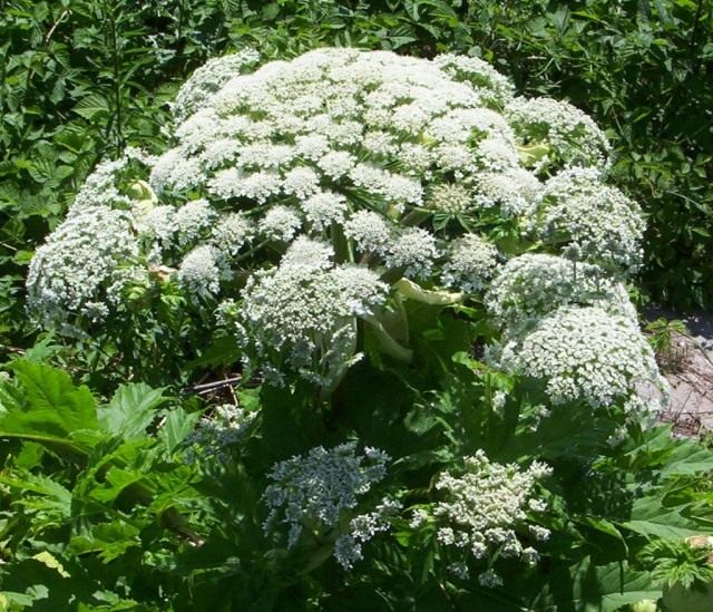Борщевик Мантегацци (Heracleum mantegazzianum) Борщевик Мантегацци (Heracleum mantegazzianum)