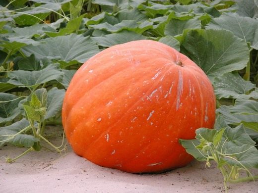Тыква (Pumpkin) Тыква (Pumpkin)