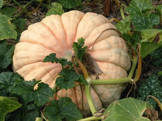 Тыква (Pumpkin) Тыква (Pumpkin)