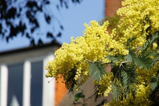 Акация серебристая (Acacia dealbata) Акация серебристая (Acacia dealbata)