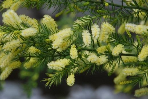 Акация мутовчатая (Acacia verticillata) Акация мутовчатая (Acacia verticillata)