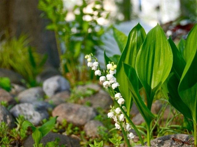Ландыш майский (Convallaria majalis) Ландыш майский (Convallaria majalis)