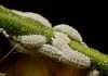 Мучнистые червецы (Pseudococcidae)