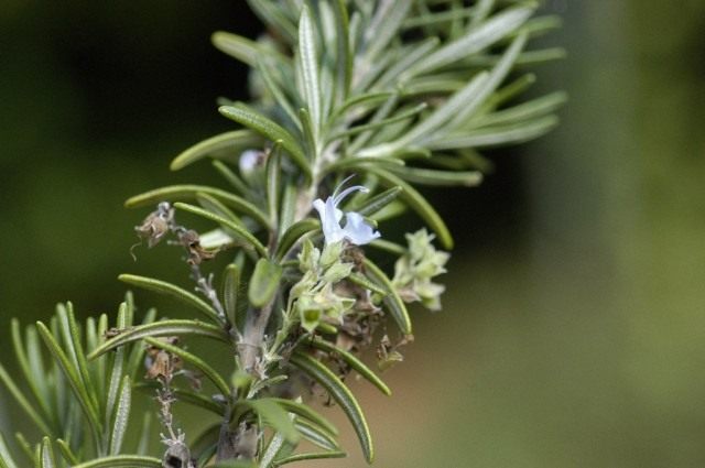 Розмарин лекарственный (Rosmarinus officinalis) Розмарин лекарственный (Rosmarinus officinalis)