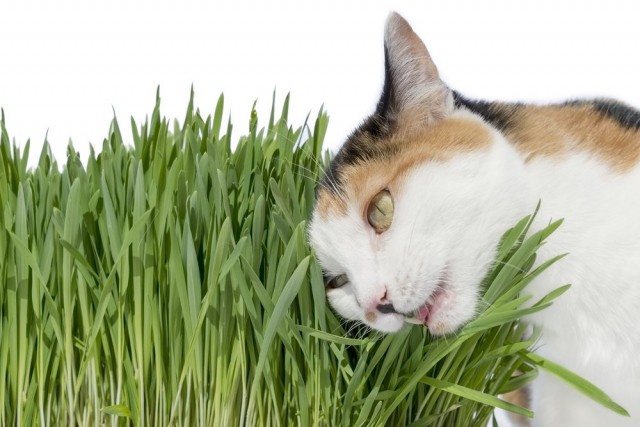 Молодые росточки овса, которое любят поедать кошки - лучшая профилактика поедания ими опасных растений