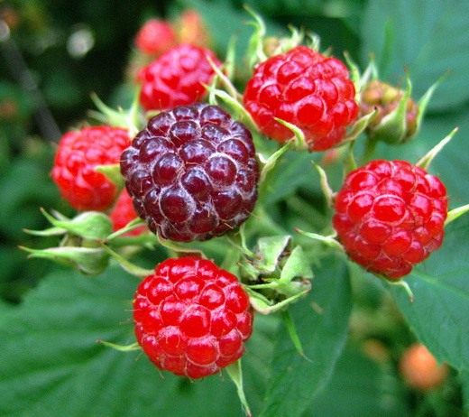 Малина растет только в россии. 10 Raspberry. Малина растет только в россии фото. Малина растет только в россии-10 Raspberry. картинка Малина растет только в россии. картинка 10 Raspberry. Растёт по вырубкам, лесам, кустарникам, берегам рек. Часто разводится в садах.