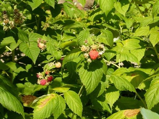 Малина растет только в россии. 1 Raspberry. Малина растет только в россии фото. Малина растет только в россии-1 Raspberry. картинка Малина растет только в россии. картинка 1 Raspberry. Растёт по вырубкам, лесам, кустарникам, берегам рек. Часто разводится в садах.
