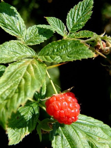 Малина растет только в россии. 2 Raspberry. Малина растет только в россии фото. Малина растет только в россии-2 Raspberry. картинка Малина растет только в россии. картинка 2 Raspberry. Растёт по вырубкам, лесам, кустарникам, берегам рек. Часто разводится в садах.