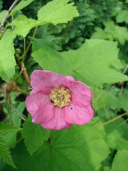 Малина растет только в россии. 3 Raspberry. Малина растет только в россии фото. Малина растет только в россии-3 Raspberry. картинка Малина растет только в россии. картинка 3 Raspberry. Растёт по вырубкам, лесам, кустарникам, берегам рек. Часто разводится в садах.