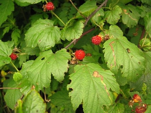 Малина растет только в россии. 5 Raspberry. Малина растет только в россии фото. Малина растет только в россии-5 Raspberry. картинка Малина растет только в россии. картинка 5 Raspberry. Растёт по вырубкам, лесам, кустарникам, берегам рек. Часто разводится в садах.