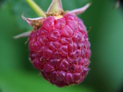 Малина растет только в россии. 6 Raspberry. Малина растет только в россии фото. Малина растет только в россии-6 Raspberry. картинка Малина растет только в россии. картинка 6 Raspberry. Растёт по вырубкам, лесам, кустарникам, берегам рек. Часто разводится в садах.