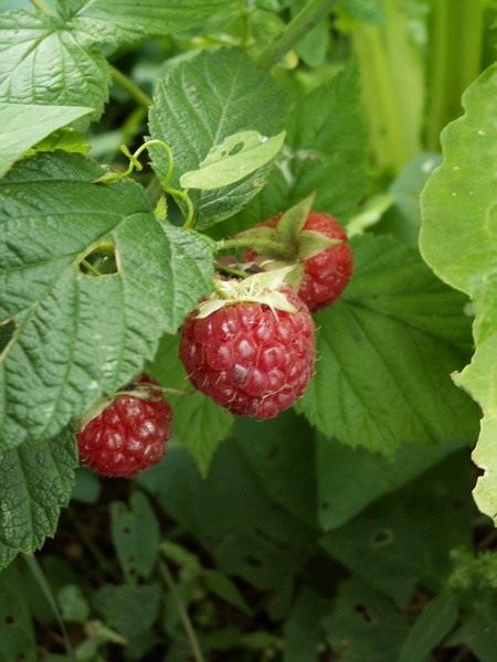 Малина растет только в россии. 7 Raspberry. Малина растет только в россии фото. Малина растет только в россии-7 Raspberry. картинка Малина растет только в россии. картинка 7 Raspberry. Растёт по вырубкам, лесам, кустарникам, берегам рек. Часто разводится в садах.