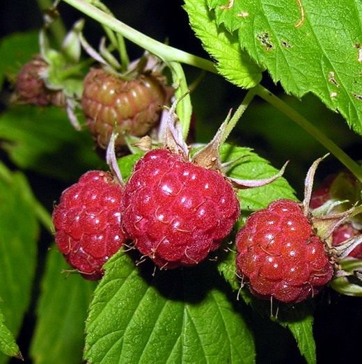 Малина растет только в россии. 8 Raspberry. Малина растет только в россии фото. Малина растет только в россии-8 Raspberry. картинка Малина растет только в россии. картинка 8 Raspberry. Растёт по вырубкам, лесам, кустарникам, берегам рек. Часто разводится в садах.
