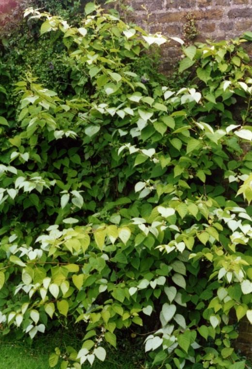Актинидия полигамная, или многобрачная, или носатая, или остроплодная (Actinidia polygama) Актинидия полигамная, или многобрачная, или носатая, или остроплодная (Actinidia polygama)