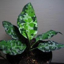 Аглаонема расписная (Aglaonema pictum) Аглаонема расписная (Aglaonema pictum)