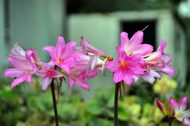Амариллис белладонна (Amaryllis belladonna) Амариллис белладонна (Amaryllis belladonna)