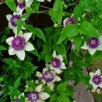 Клематис цветистый, сорт Зибольда - 'Sieboldii' (Clematis florida) Клематис цветистый, сорт Зибольда - 'Sieboldii' (Clematis florida)