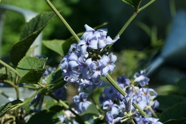 Клематис борщевиколистный (Clematis heracleifolia) Клематис борщевиколистный (Clematis heracleifolia)