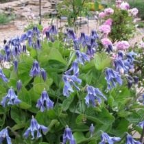 Клематис цельнолистный (Clematis integrifolia) Клематис цельнолистный (Clematis integrifolia)