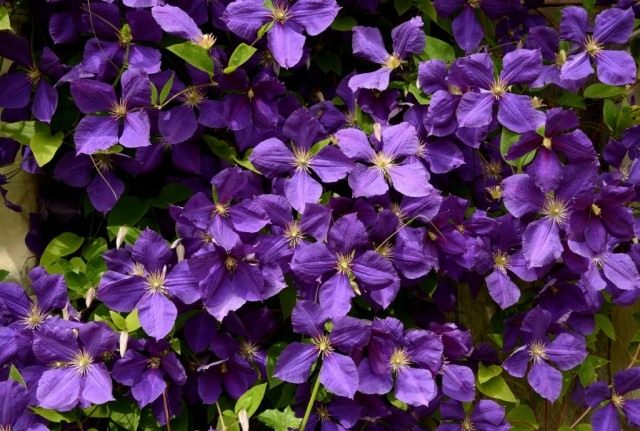 Клематис Жакмана (Clematis jackmanii) Клематис Жакмана (Clematis jackmanii)