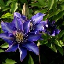 Клематис шерстистый, сорт 'Multi Blue' (Clematis lanuginosa) Клематис шерстистый, сорт 'Multi Blue' (Clematis lanuginosa)