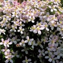 Клематис горный (Clematis montana) Клематис горный (Clematis montana)