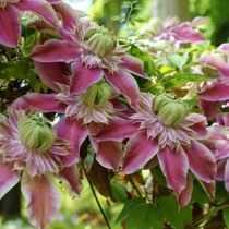 Клематис раскидистый, сорт 'Josephine Evijohill' (Clematis patens) Клематис раскидистый, сорт 'Josephine Evijohill' (Clematis patens)