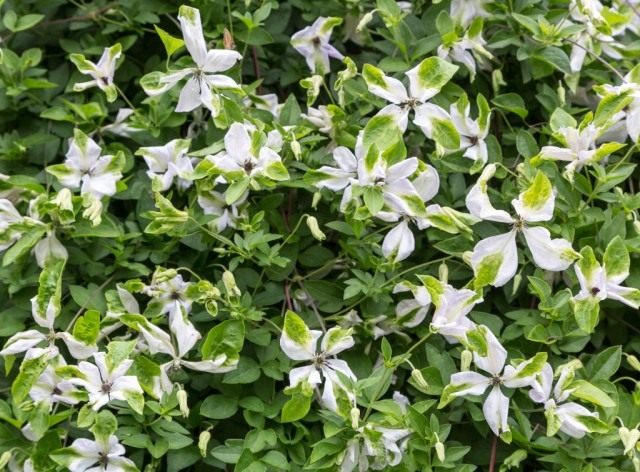 Клематис фиолетовый, или Клематис виноградничковый (Clematis viticella) Клематис фиолетовый, или Клематис виноградничковый (Clematis viticella)