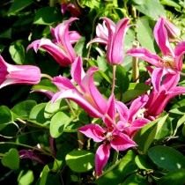 Клематис техасский, сорт 'Princess Diana' (Clematis texensis) Клематис техасский, сорт 'Princess Diana' (Clematis texensis)