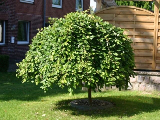 Ива козья, сорт 'Pendula' Ива козья, сорт 'Pendula'