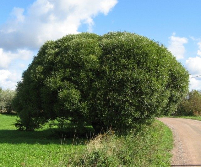 Ива ломкая, или Ракита, сорт 'Bullata' Ива ломкая, или Ракита, сорт 'Bullata'