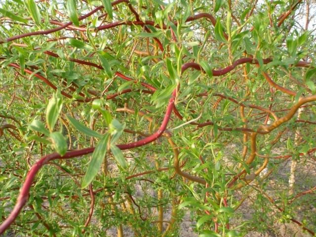 Ветви Ивы Матсуды, сорт 'Tortuosa' Ветви Ивы Матсуды, сорт 'Tortuosa'
